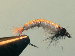 P-G Caddis Larva